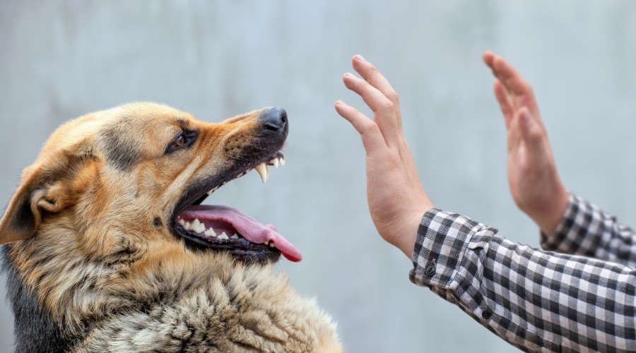 Is there a statute of limitations for filing a dog bite lawsuit in North Carolina?