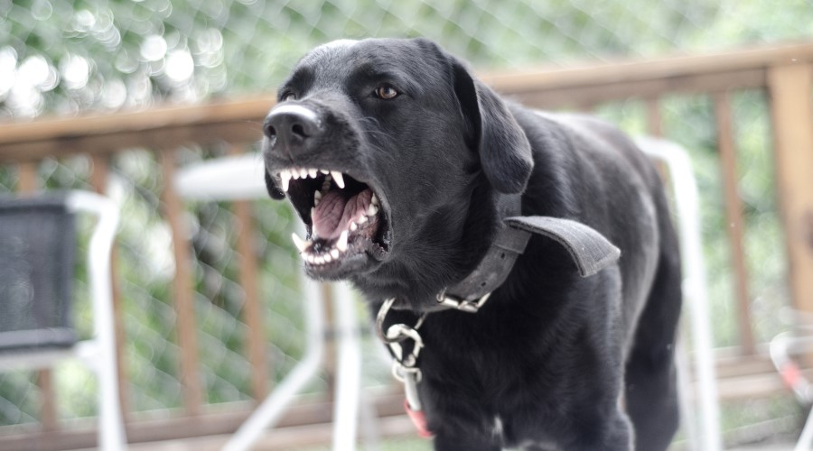 What damages can I pursue in a North Carolina dog bite case?