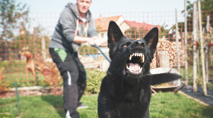 What happens if a dog bites another animal in North Carolina?