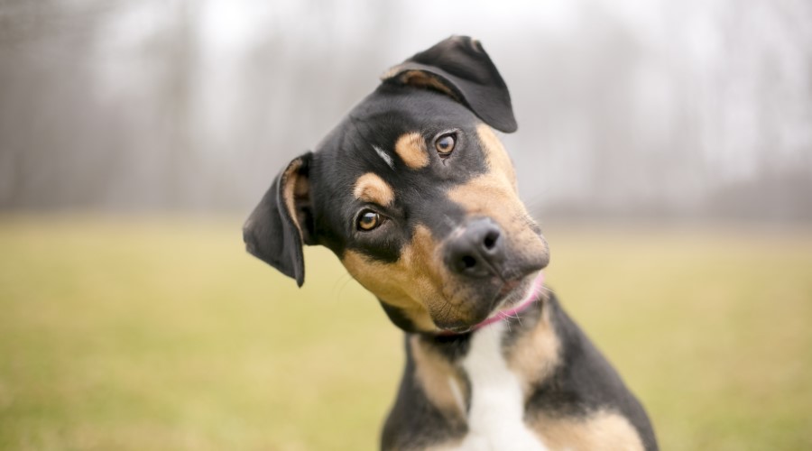 What should I do if I am bitten by a dog in North Carolina?
